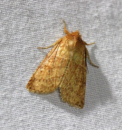 Pettit's Sallow photo 4