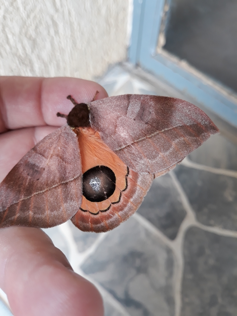 Automeris illustris
