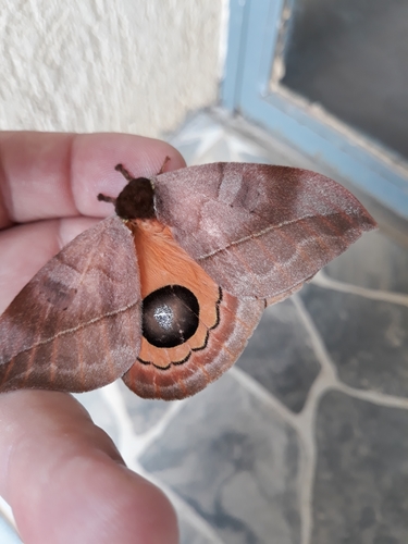 Automeris illustris