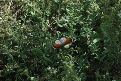 Danaus chrysippus alcippus