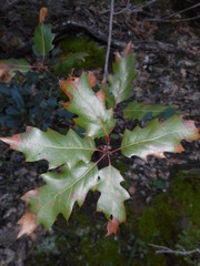 Quercus × ganderi