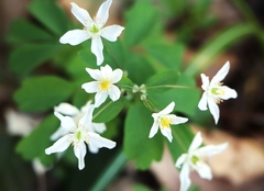 Isopyrum thalictroides