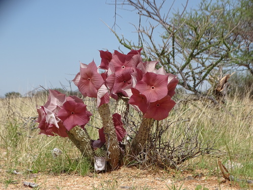 Namib Hoodia