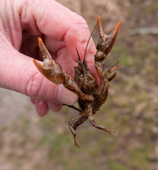 Lacunicambarus thomai