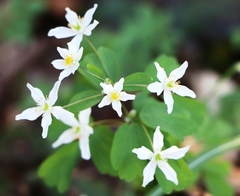 Isopyrum thalictroides