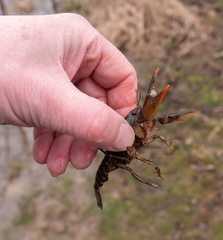 Lacunicambarus thomai