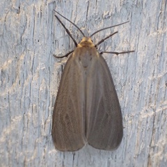 Pagara simplex