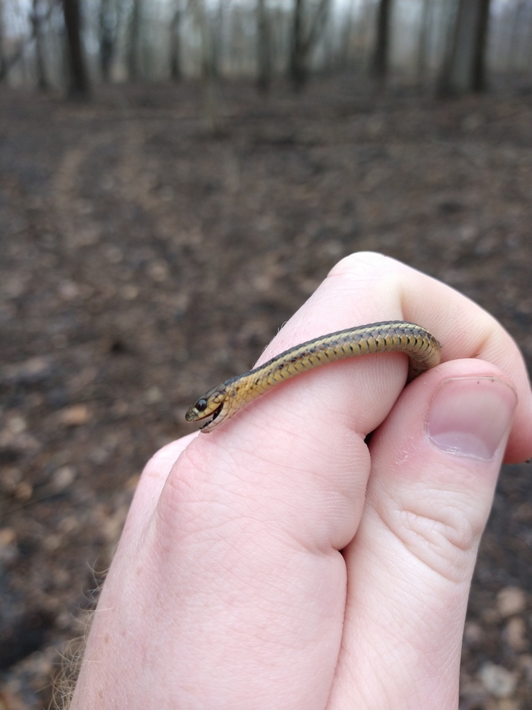 Butler's Garter Snake in March 2020 by Derek Slater. Found dead ...