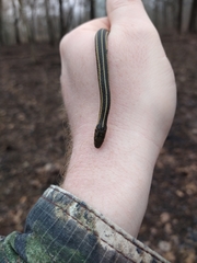 Thamnophis butleri