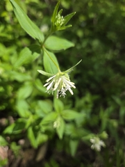 Italian Woodruff (Asperula taurina)