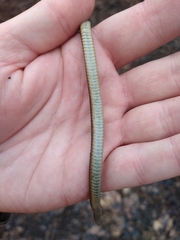 Thamnophis butleri