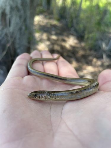 Eastern Glass Lizard observed by samharrod