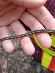 Thamnophis butleri