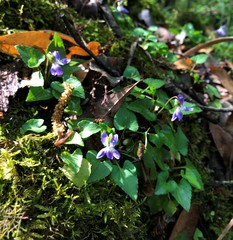 Viola edulis