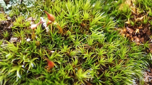 Grimmia ovalis observed 2026-04-16