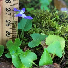 Viola edulis