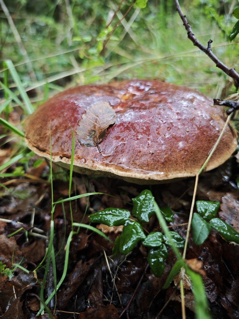 Butyriboletus loyo · April 2026 · photo: © salvador_camano (iNaturalist, cc-by)
