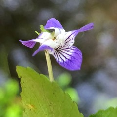 Viola edulis