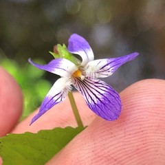 Viola edulis