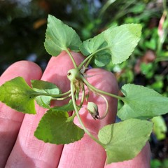 Viola edulis
