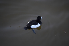 Aythya fuligula
