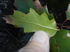 Quercus × ganderi