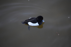 Aythya fuligula