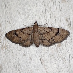 Eupithecia peckorum