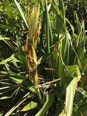 Phormium