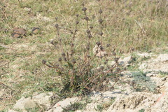 Hygrophila auriculata