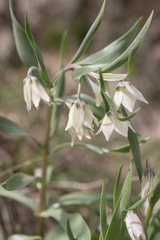 Fritillaria bucharica, photograph (c) Morten Ross, some rights reserved (CC BY)