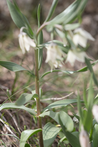 Fritillaria bucharica, photograph 5