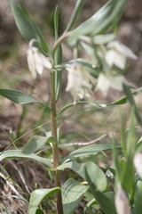 Fritillaria bucharica, photograph (c) Morten Ross, some rights reserved (CC BY)