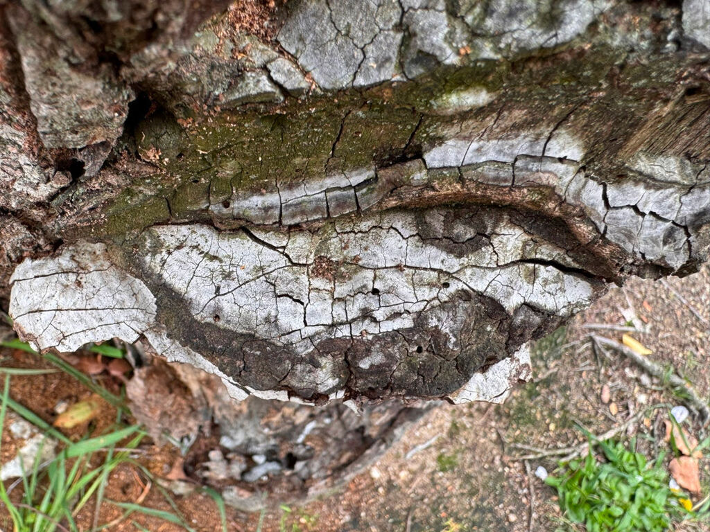 Ganoderma applanatum · March 2026 · photo: © peterwchen (iNaturalist, cc-by)