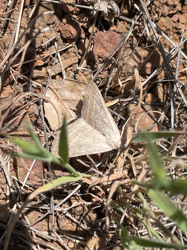 Caenurgia togataria photo 2