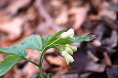 Cardamine enneaphyllos