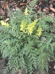 Corydalis cheilanthifolia