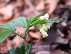 Cardamine enneaphyllos