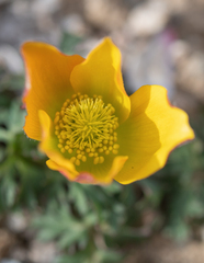 Anemone biflora