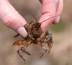 Lacunicambarus thomai