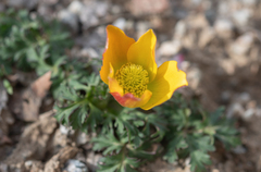 Anemone biflora, photograph (c) Morten Ross, some rights reserved (CC BY)