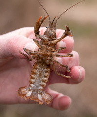 Lacunicambarus thomai