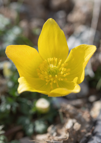 Anemone biflora, photograph 6