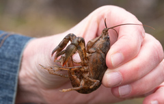 Lacunicambarus thomai