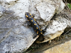 Salamandra