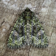 Phosphila miselioides