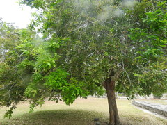 Melicoccus oliviformis