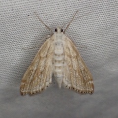 Parapoynx allionealis