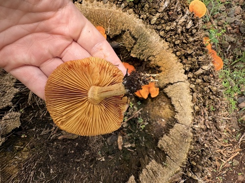 Gymnopilus observed 2026-04-15