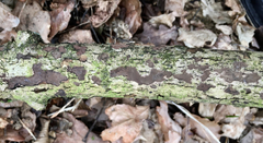 Biscogniauxia nummularia